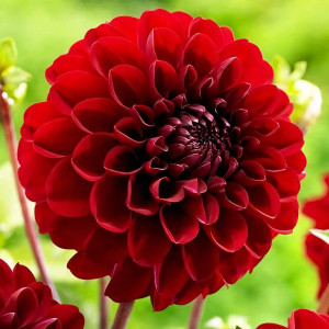 Саженцы Георгина гэллери Gallery Rivera (Гэллери Ривьера)