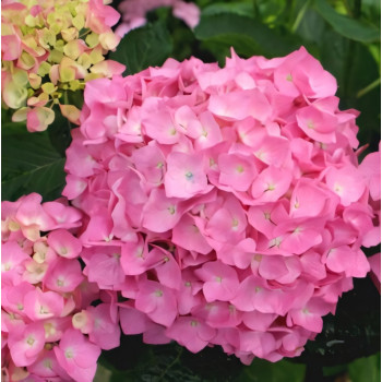 Гортензия крупнолистная Bouguet Rose