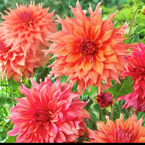 Саженцы Георгина Belle of Barmera