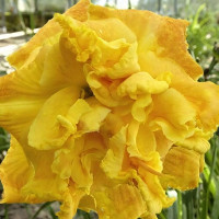 Саженцы Лилейник Dynamic Duo (Динамик Дуо)