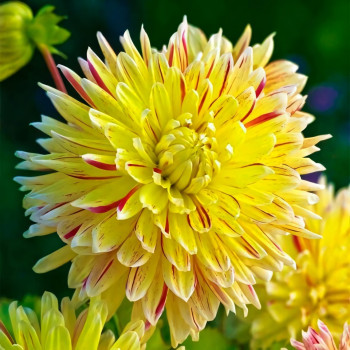 Саженцы Георгина декоративная макси Cambridge (Кембридж)