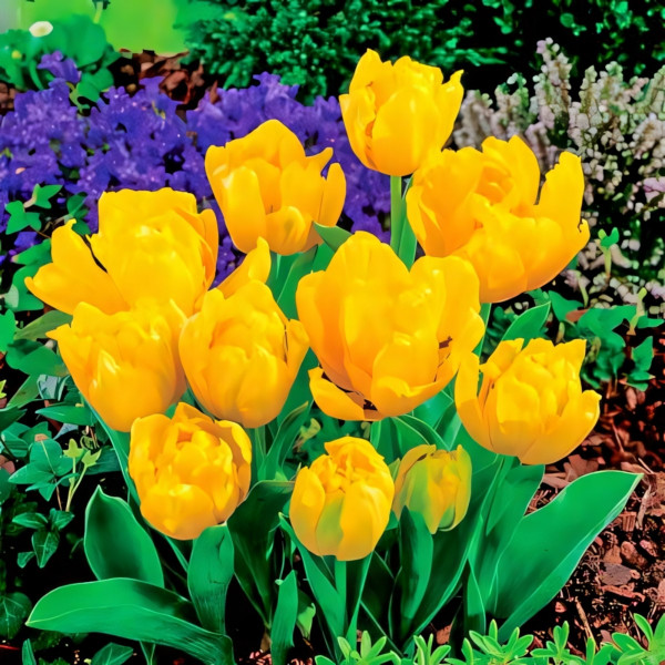 Луковицы Тюльпан Еллоу Бейби (в упаковке - 3шт.)