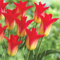 Луковицы Тюльпан лилиецветный Роял Гифт (в упаковке - 3шт.)