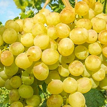 Саженцы Виноград Белый ранний