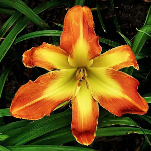 Саженцы Лилейник Carrick Wildon (Карик Вилдон)