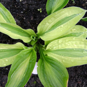 Саженцы Хоста Yellow Polka Dot Bikini (Елоу Полька Дот Бикини) S