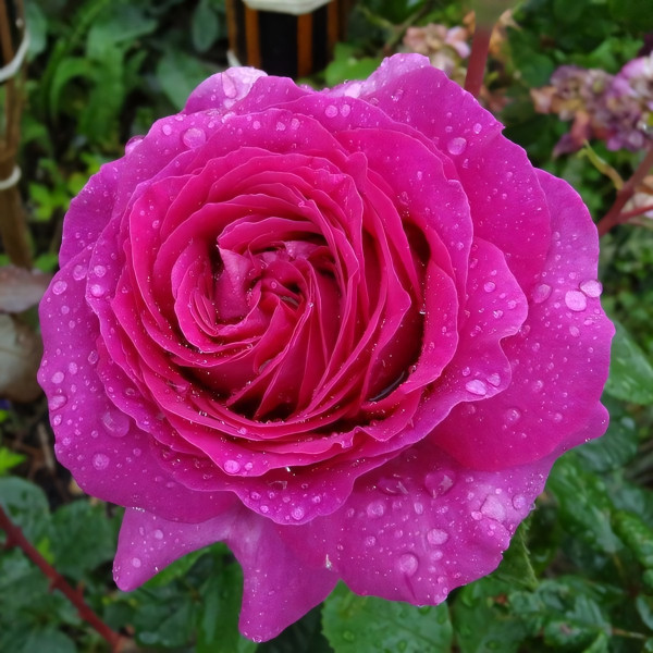 Саженцы Роза чайно-гибридная Шартрез де Парм