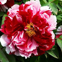 Саженцы Пион Red with Рink (Ред виз Пинк)