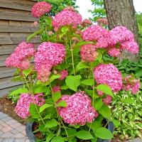 Саженец Гортензия древовидная Pink Pincushion