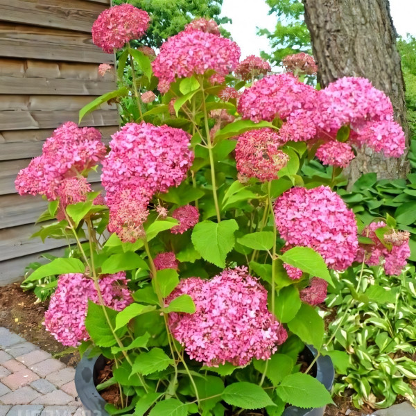 Саженец Гортензия древовидная Pink Pincushion