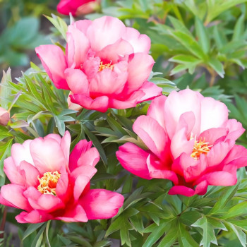 Пион (Ито-гибрид) Джулия Роуз