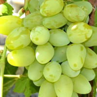 Саженцы Виноград Супер экстра