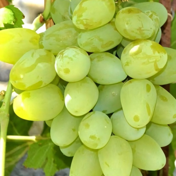 Саженцы Виноград Супер экстра