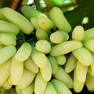 Саженцы Виноград кишмиш Ламборджини