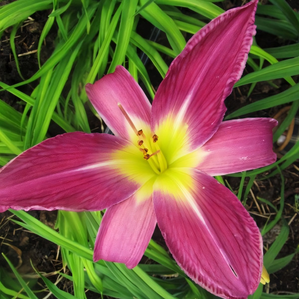 Саженцы Лилейник Lavender Deal (Лавендер Диал)