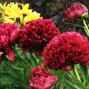 Саженцы Пион Red Grace (Ред Грейс)