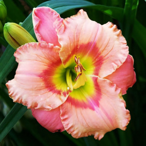 Саженцы Лилейник Elegant Candy (Элегант Кэндид)