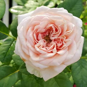 Саженцы Роза английская Клер Роуз