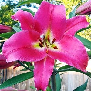  Лилия ОТ гибрид Macizo (Макизо)