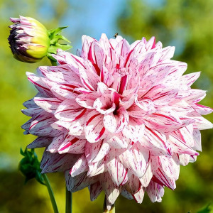 Саженцы Георгина Blackberry Ripple