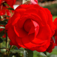 Саженцы Роза чайно-гибридная Кордес Бриллиант