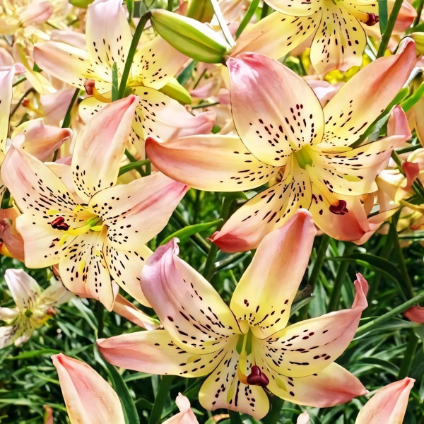 Луковицы  Лилия Corsage (Корсаж) (3шт.)