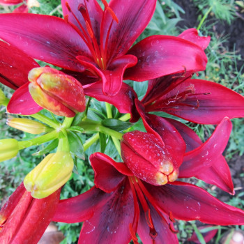  Лилия Black Out