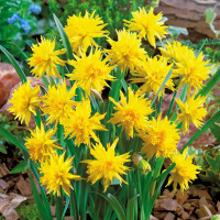 Луковицы Нарцисс мини Рип Ван Винкл (в упаковке - 3шт.)