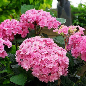 Гортензия крупнолистная Expression