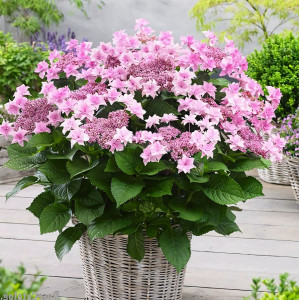 Гортензия крупнолистная Doppio Rosa (Доппио Роза)