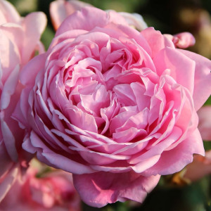 Саженцы Роза английская Спирит оф Фридом