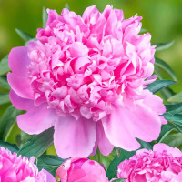 Саженец Пион Монсеньор Жюль Эли