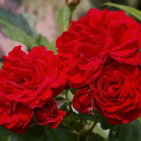 Саженцы Роза спрей Нина Вейбул