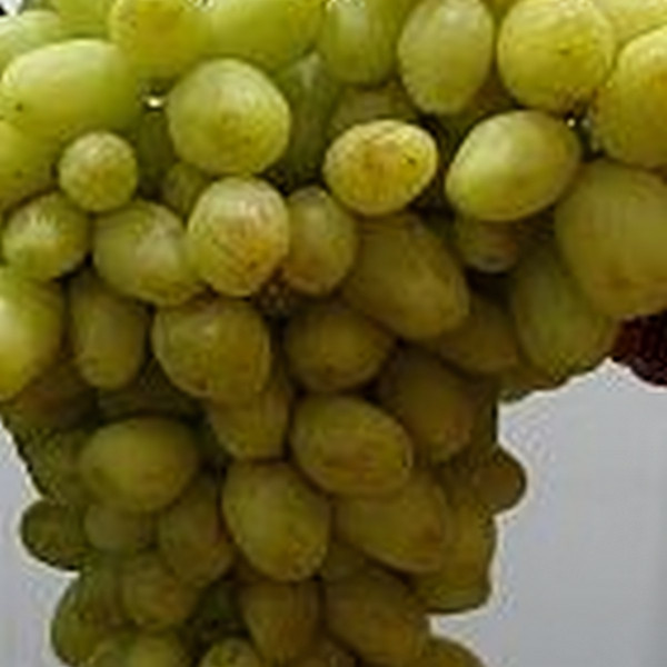 Саженцы Виноград Бананаса