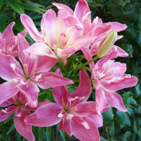 Луковицы  Лилия азиатская Candy Blossom (Кэнди Блоссом) (3шт.)