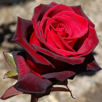 Саженцы Роза чайно-гибридная Блэк Мэджик