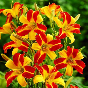 Саженцы Лилейник Frans Hals (Франс холс)