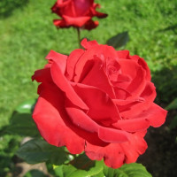 Саженцы Роза чайно-гибридная Лавли Ред