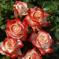 Саженцы Роза чайно-гибридная Императрица Фарах