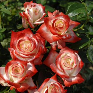 Саженцы Роза чайно-гибридная Императрица Фарах