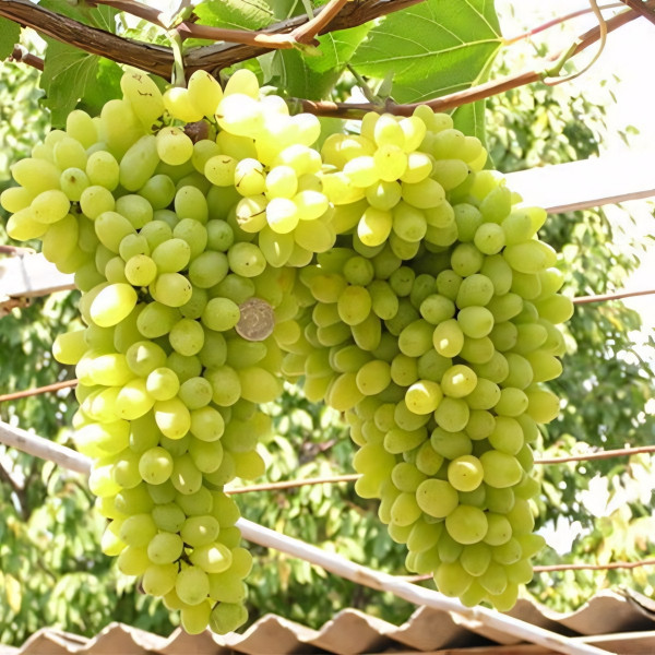 Саженцы Виноград Лора