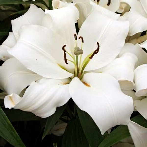 Луковицы Саженцы Лилия Фастрада (3шт.)