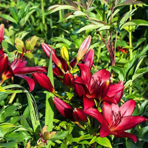  Лилия ЛА гибрид Kamsberg (Камсберг)