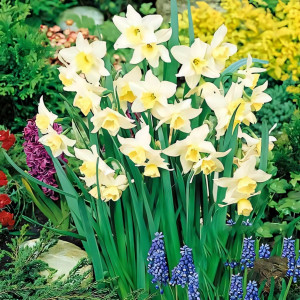 Нарцисс мини Тресамбл (в упаковке - 3шт.)