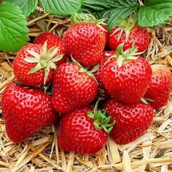 Клубника (крупноплодная) Зенга Зенгана 5 шт. в упаковке