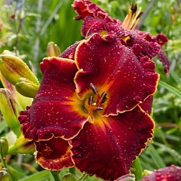 Саженцы Лилейник Naughty Red (Ноти Рэд)