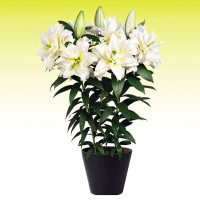 Луковицы  Лилия восточная Roselily Sita (Розели Зита) (3шт.)