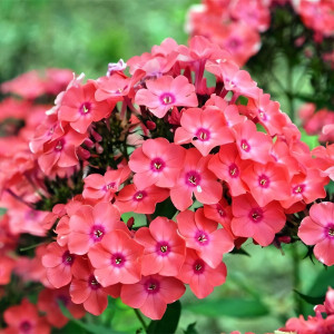 Саженцы Флокс Горислав