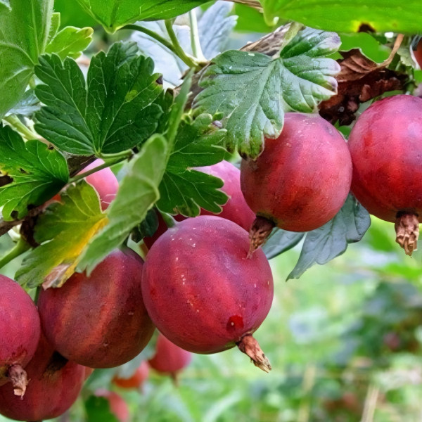 Саженцы Крыжовник Колобок