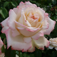 Саженцы Роза чайно-гибридная Атена